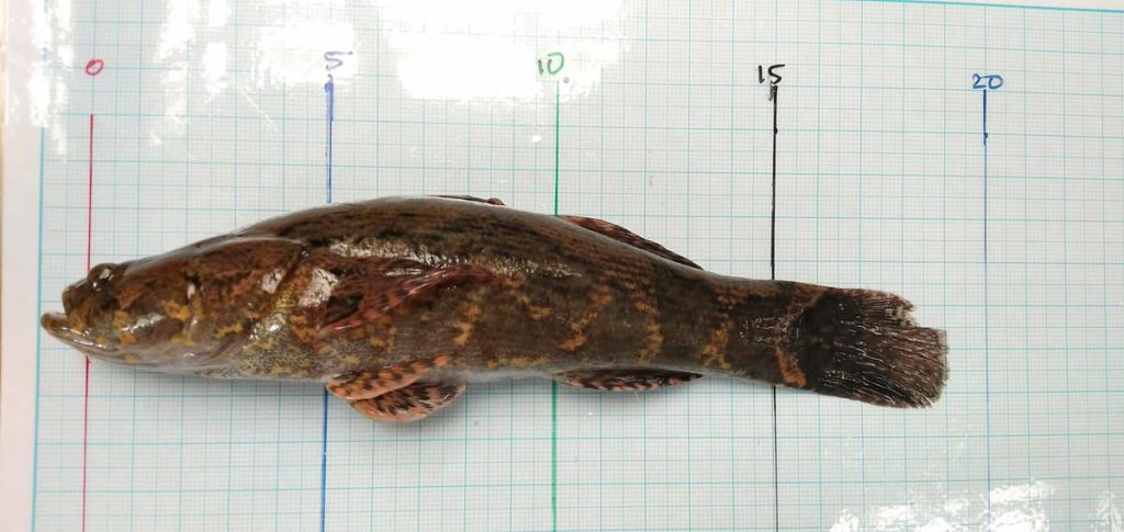 pembesaran ikan betutu