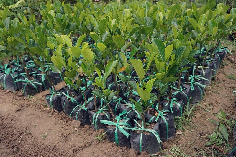 penanaman bibit nangka