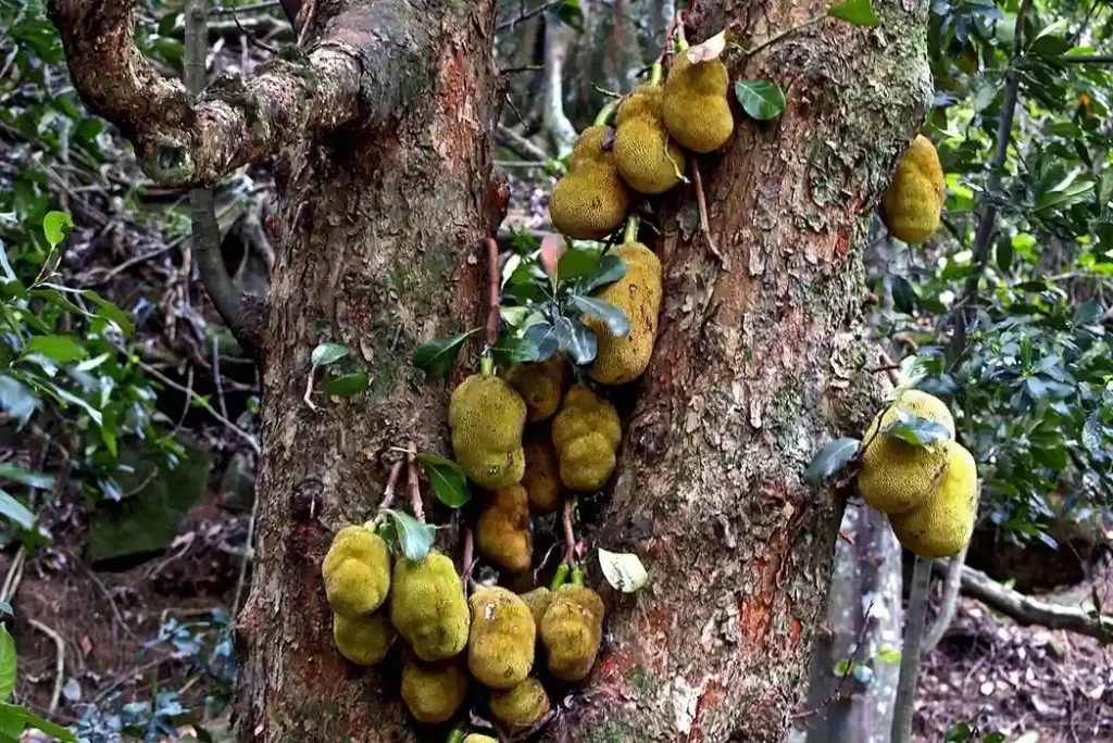 penyakit busuk hitam buah nangka