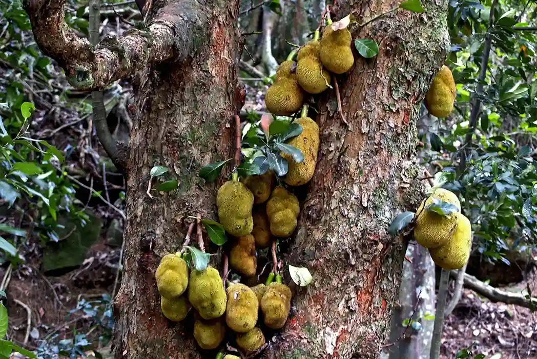 penyakit busuk hitam buah nangka