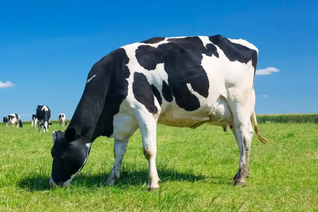 vitamin untuk sapi perah