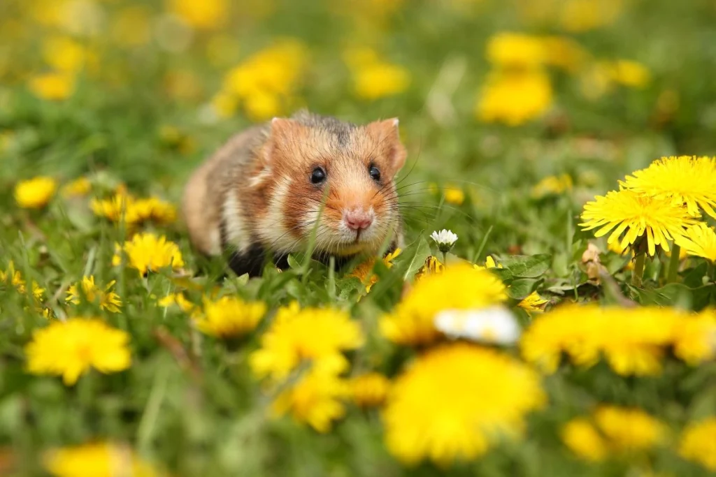 Ciri-ciri hamster stres dan cara mengatasinya