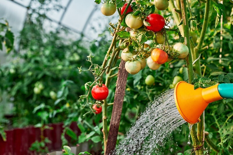 cara merawat tanaman tomat agar tidak terkena penyakit (1)