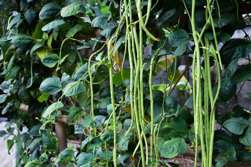 dosis memberikan pupuk untuk kacang hijau (1)