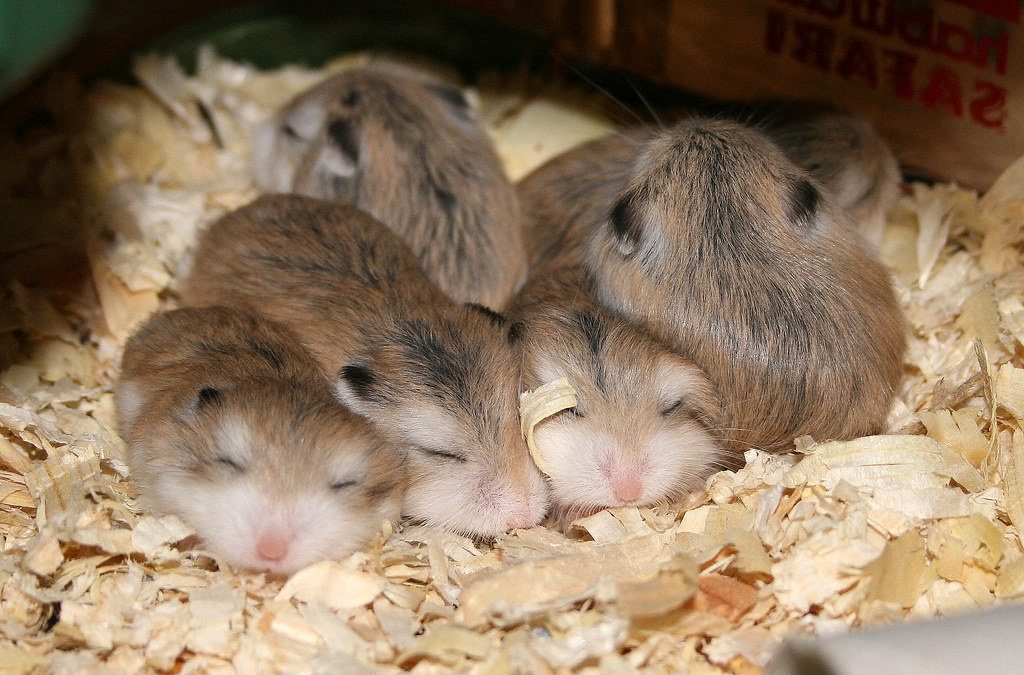 gejala hamster tidak mau makan