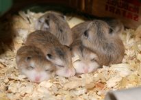 gejala hamster tidak mau makan