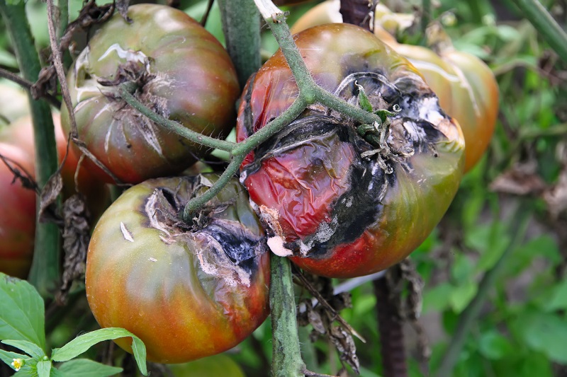 jenis penyakit tanaman tomat