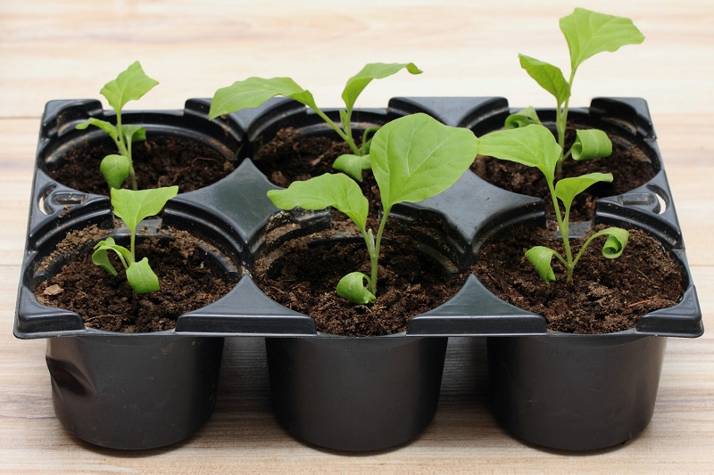 cara menanam benih semai terong hijau