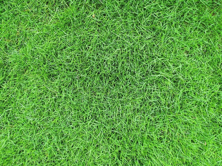 merawat rumput jepang dengan pupuk organik (1)