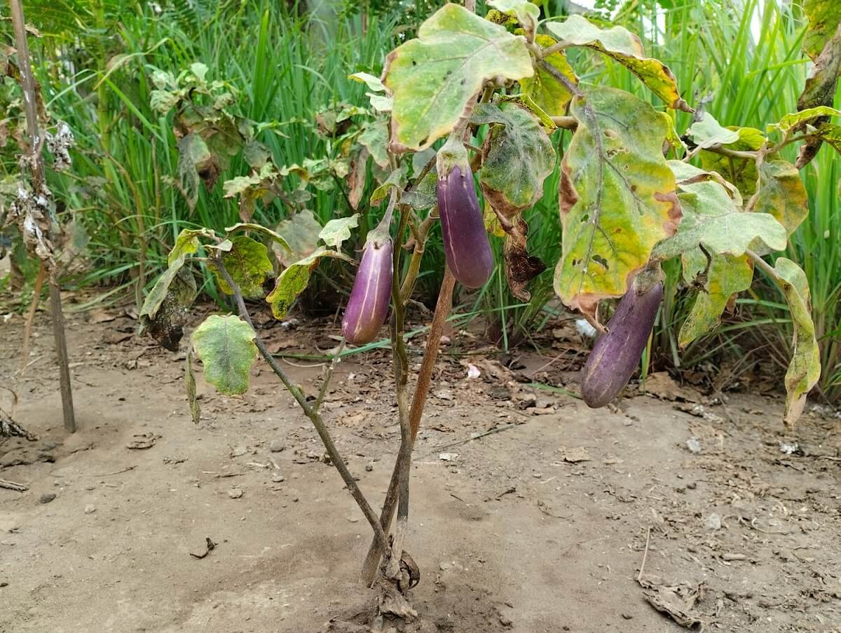 Penyebab Daun Terong Kuning & Cara Mengatasinya