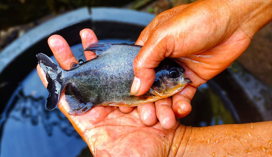 probiotik ikan bawal (1)
