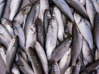 pakan ikan belanak terbaik