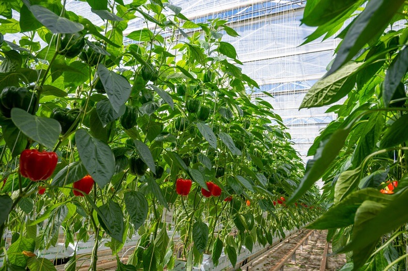 pupuk untuk tanaman paprika (1)