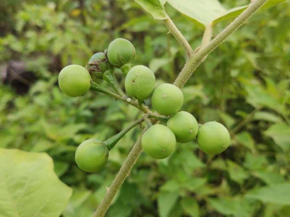 Pupuk Tanaman Rimbang agar Berbuah Lebat & Tumbuh Subur