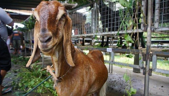 tips menjual ternak jawarandu kambing