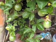 Petunjuk-Praktis-Cara-Menanam-Pohon-Markisa-dari-Batang