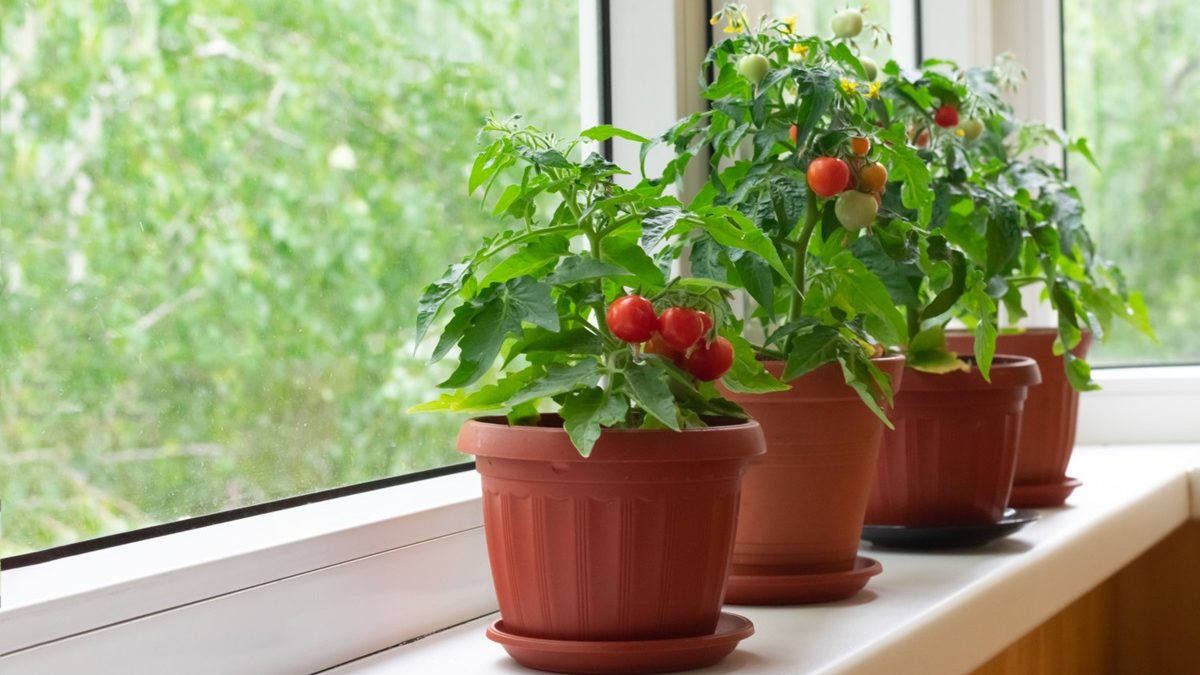 cara menanam tomat ceri di pot