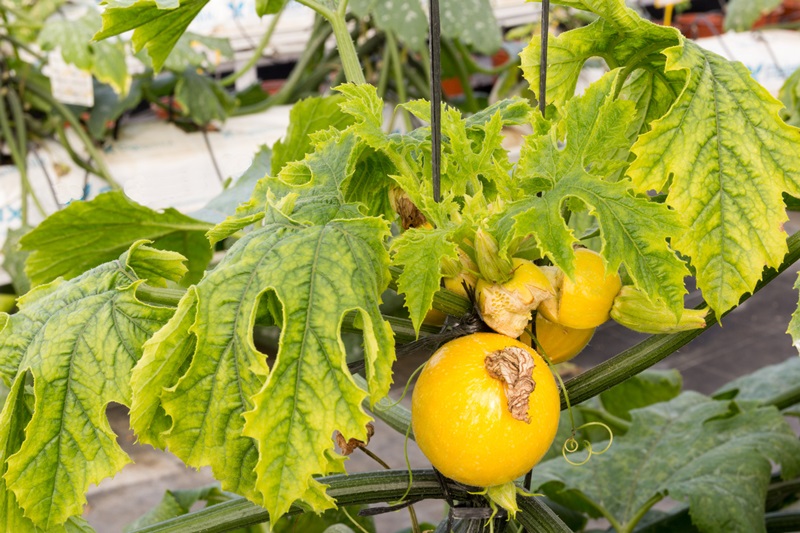 cara mengatasi daun tomat kuning keriting