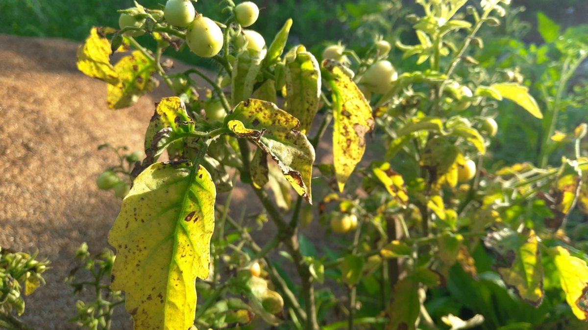 daun tomat kuning keriting