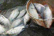 ikan nila tidak bisa mau besar