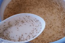 pembenihan dan pembibitan udang windu