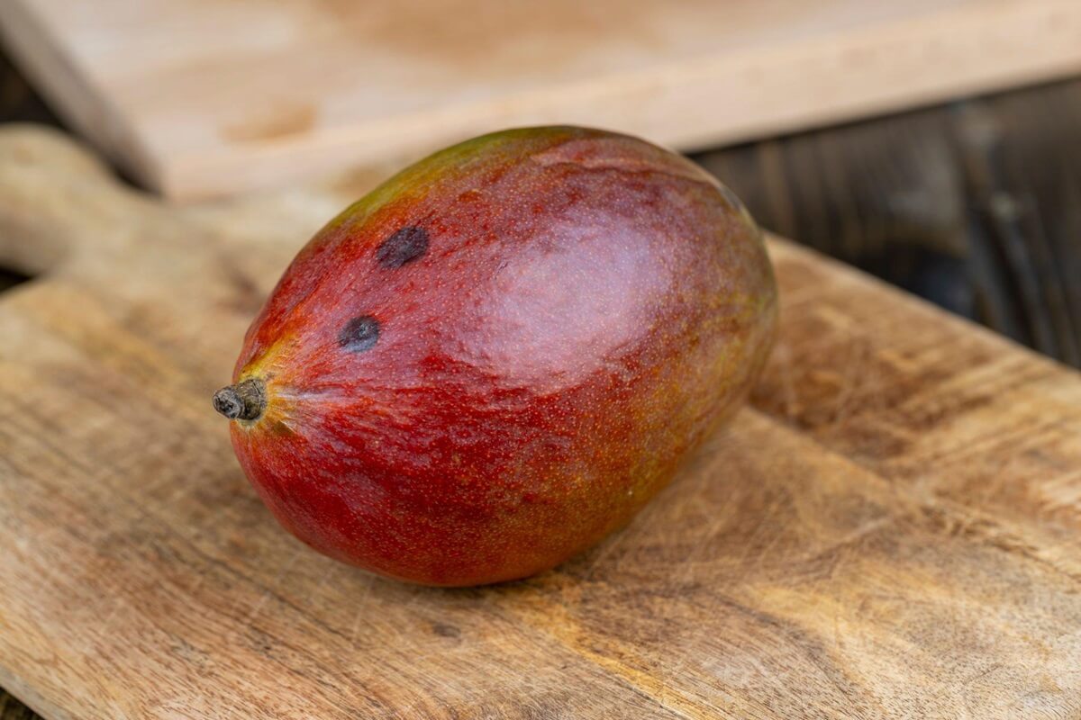 penyakit antraknosa pada mangga (1)