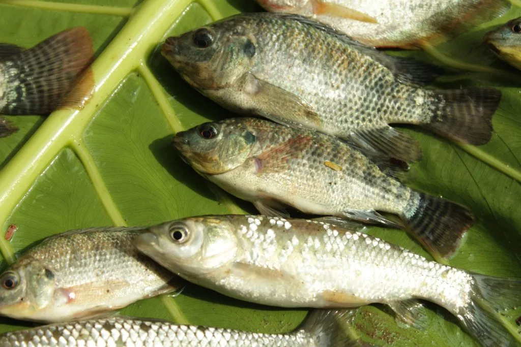penyebab ikan nila mati