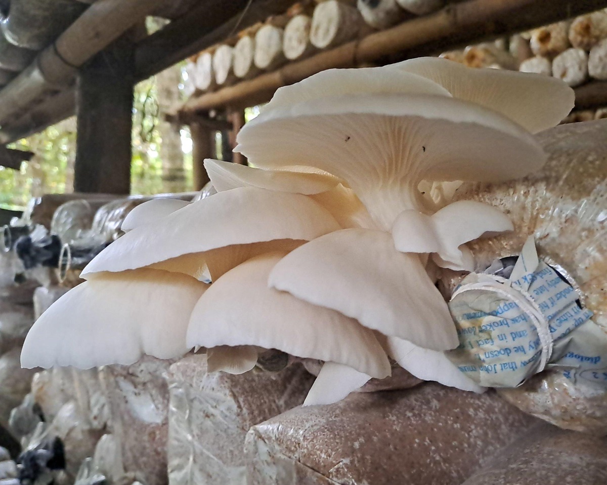 pupuk perangsang jamur tiram (1)