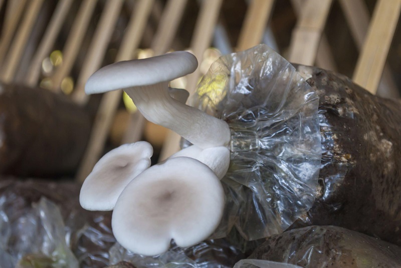 pupuk perangsang jamur tiram (2)