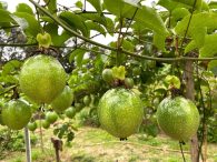 pupuk untuk pohon markisah agar berbuah lebat (1)