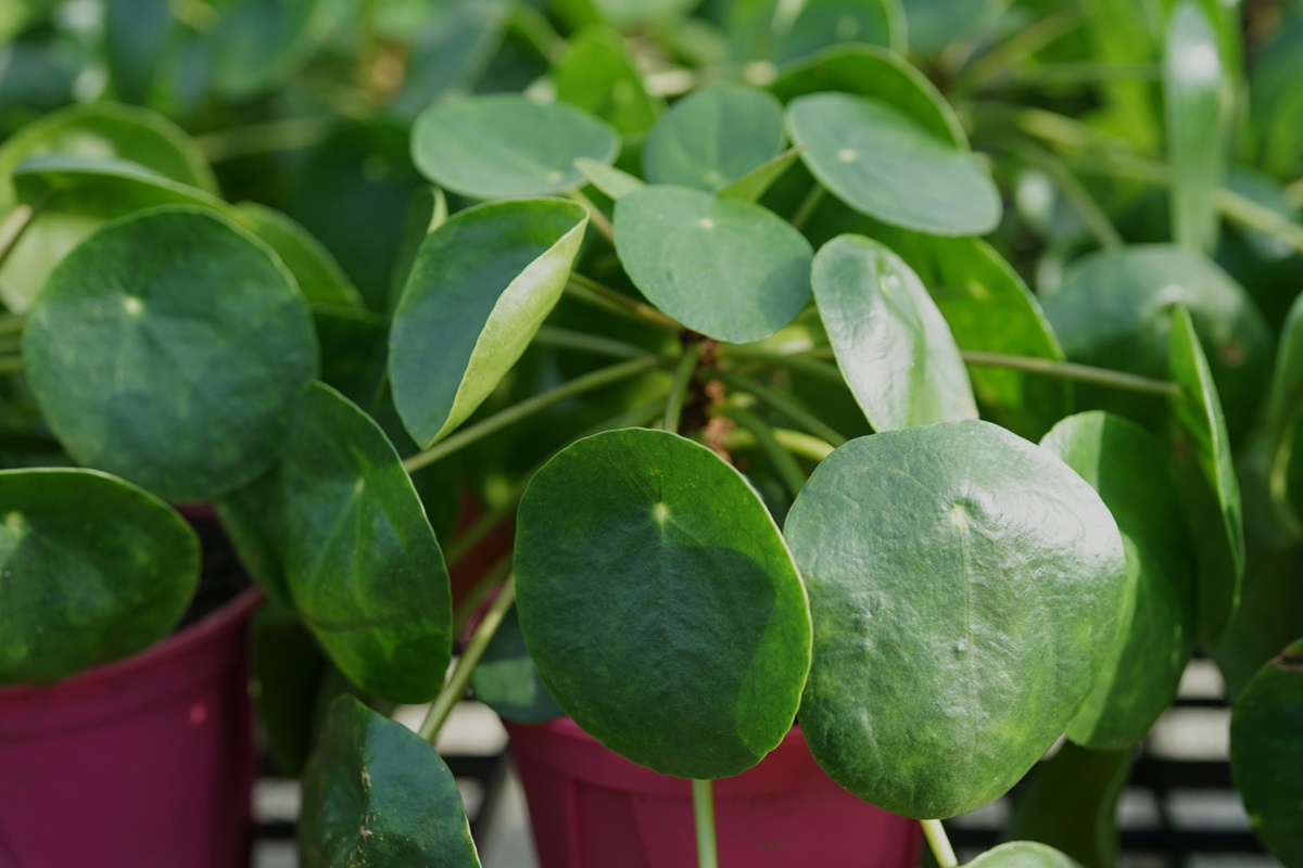 rangkaian pupuk untuk tanaman hias pilea