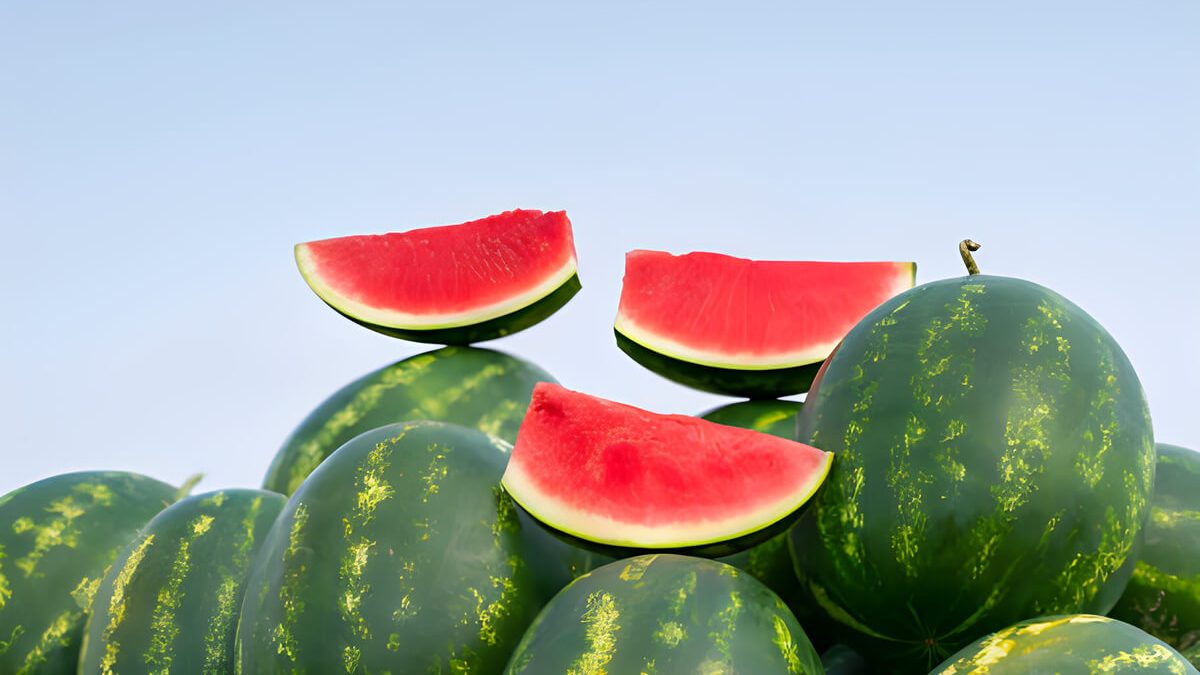 budidaya semangka tanpa biji (1)