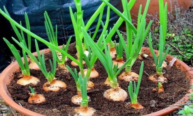 cara menanam bawang bombay di rumah dalam pot