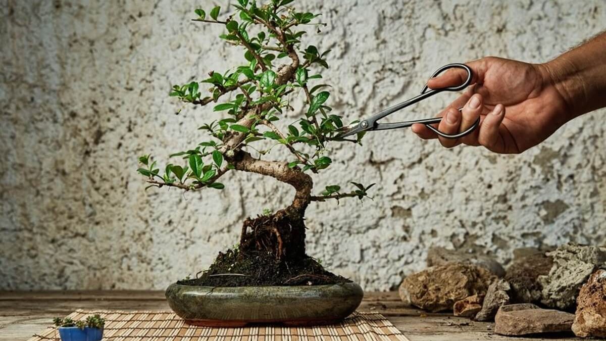 cara merawat tanaman bonsai (1)