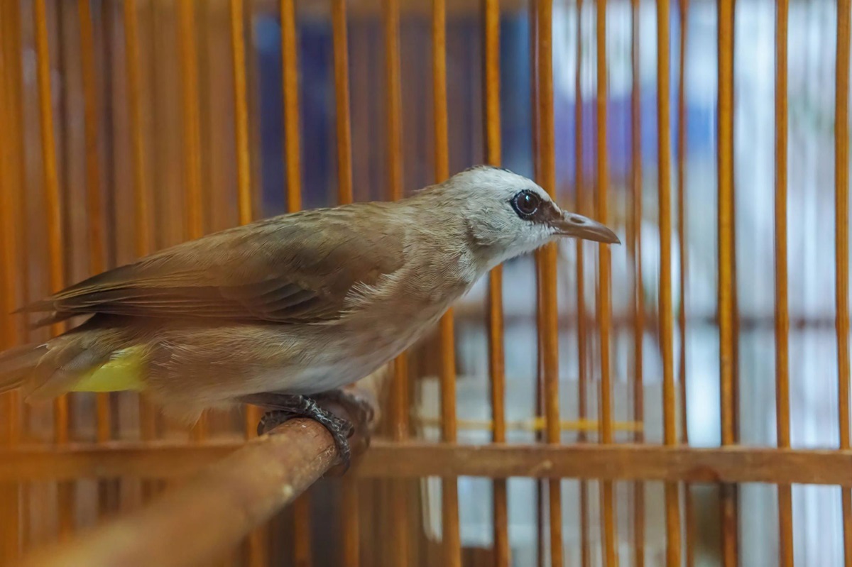 ciri-ciri burung kicau stress dan mengatasinya