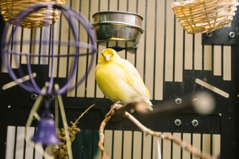 ciri-ciri burung stress dan cara mengatasi