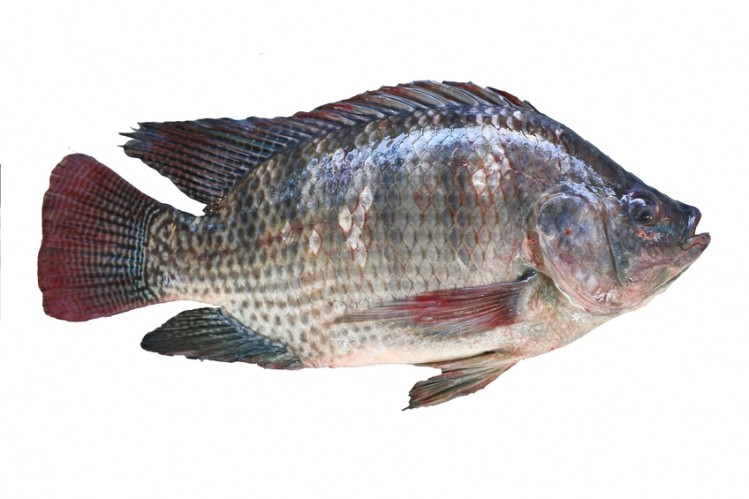 gejala penyakit bintik putih pada ikan