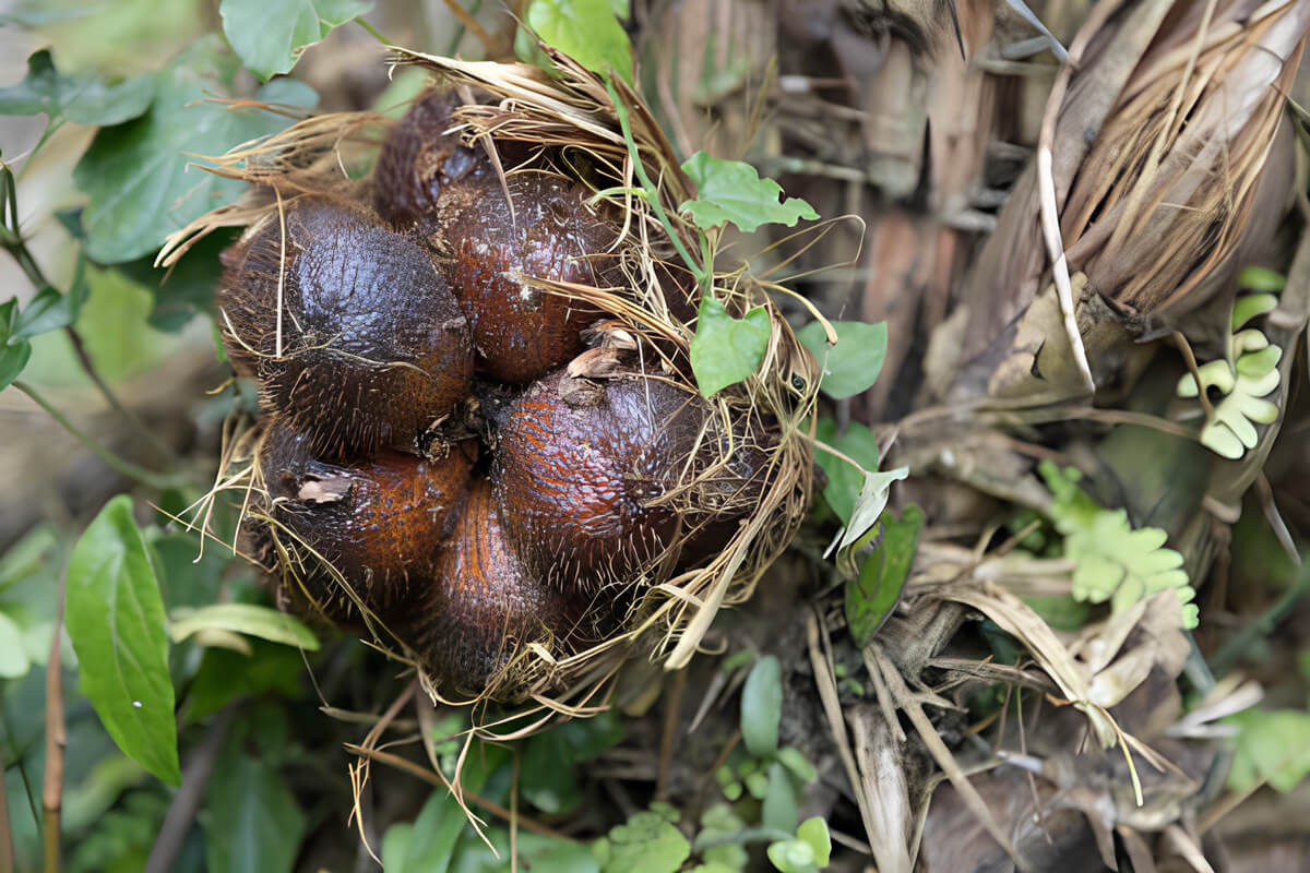 panduan budidaya pohon buah salak untuk pemula (1)