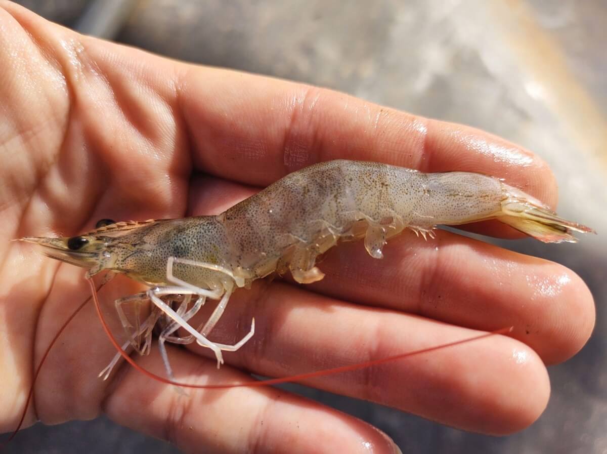 penyakit tsv pada udang (1)