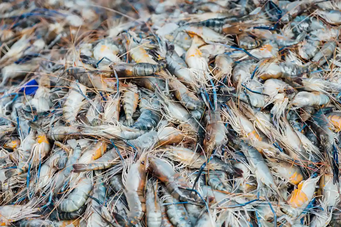 penyakit tsv pada udang