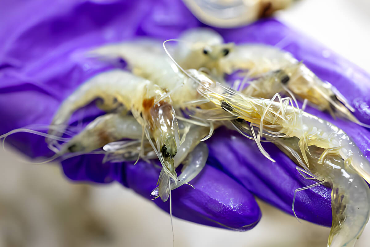 penyebab udang gagal molting (1)