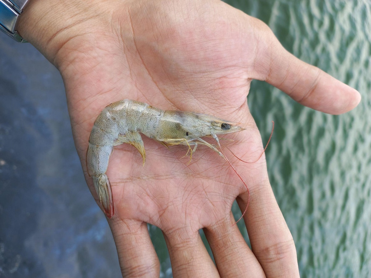 penyebab udang vaname lambat besar