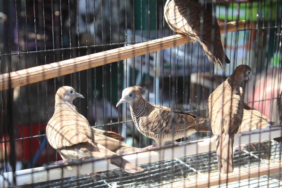 vitamin untuk burung kicau (1) (1)
