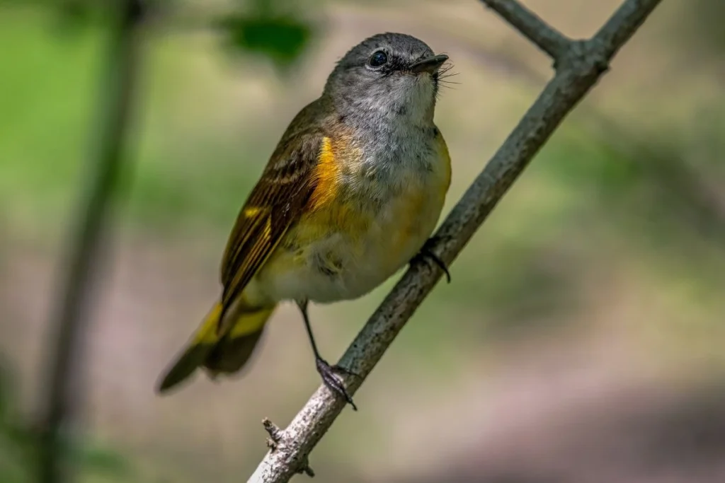 Vitamin untuk Burung Kicau