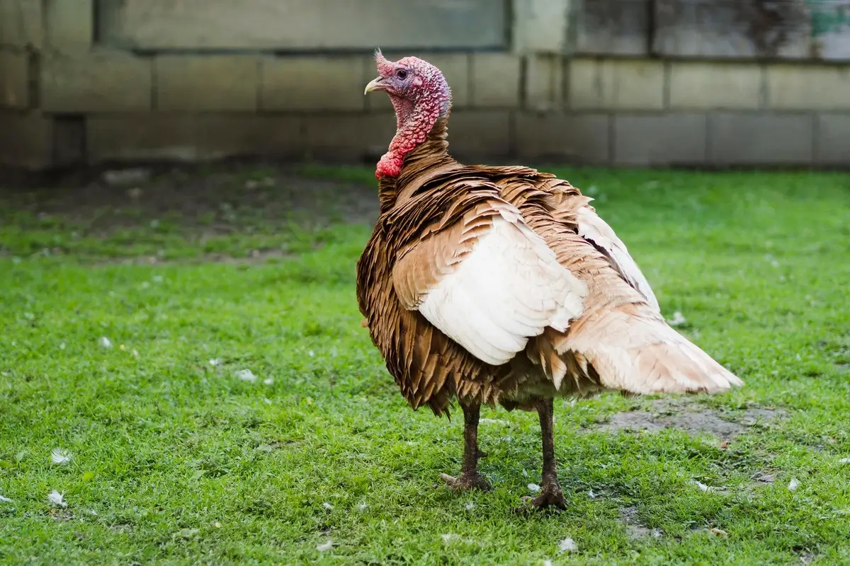 Cara Budidaya Ayam Kalkun Bagi Pemula & Tips Perawatannya