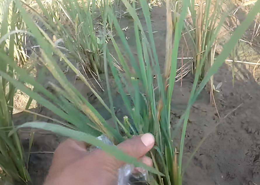 cara mengatasi padi kerdil