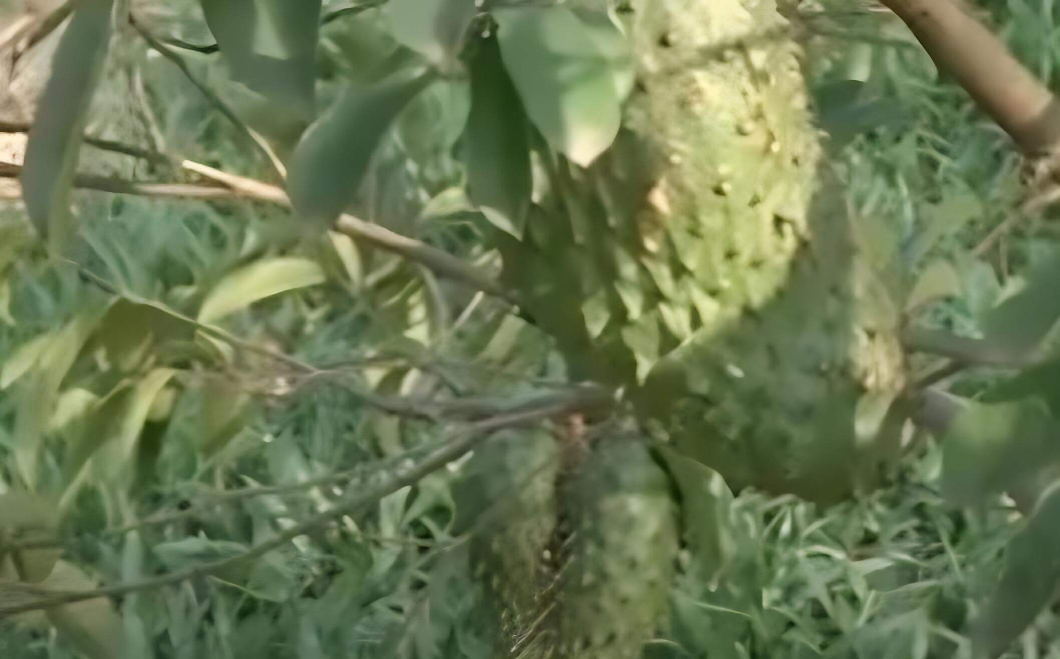 pupuk buah sirsak terbaik