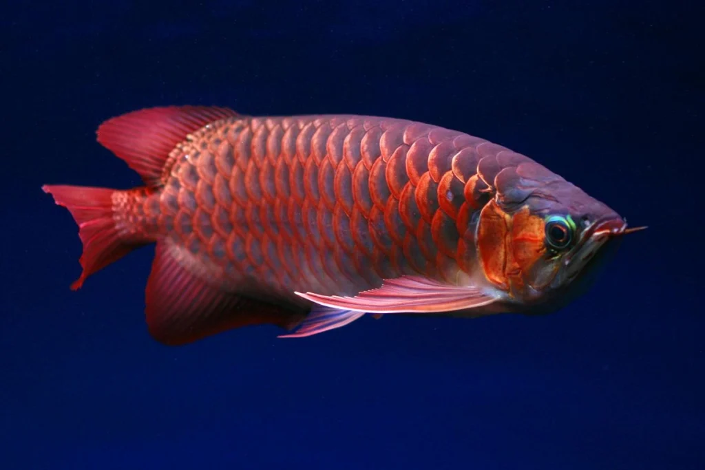 Pakan ikan arwana terbaik