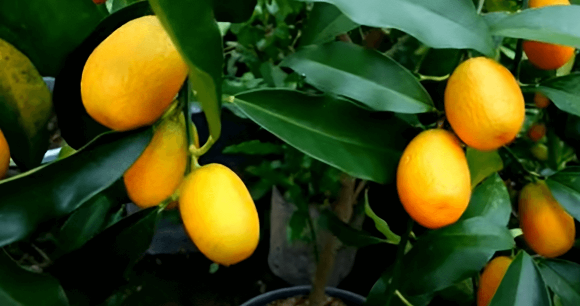 cara budidaya jeruk nagami