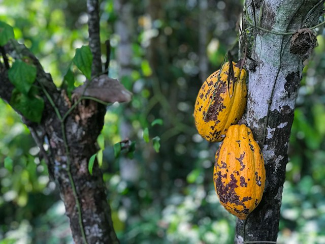 Pupuk Kebun buah kakao